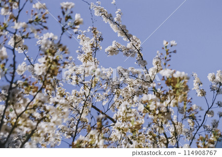 Cherry blossoms in full bloom shining in the blue sky Cherry blossoms in full bloom shining in the blue sky 114908767
