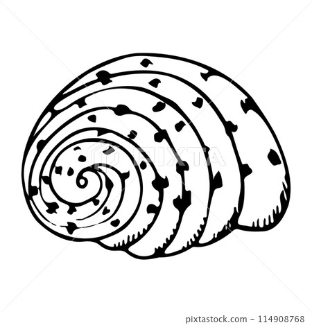 Black and white seashell of Cassidae sea snail line vector illustration. Monochrome underwater animal drawing for summer ocean designs. Nautical spiral helmet snail shell 114908768