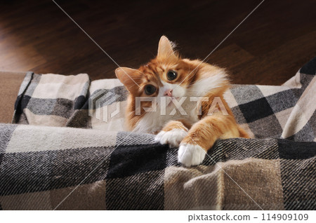 Red cat sitting on the sofa 114909109