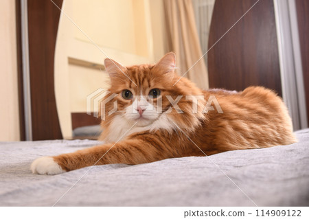 Red cat lies on the bed Red cat lies on the bed 114909122