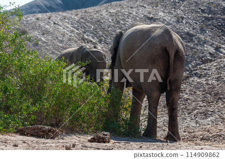Desert Elephant in Namibia Desert Elephant in Namibia 114909862