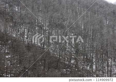 Russian winter in the mountains. View of the snow-capped mountains covered with bare trees and firs 114909972