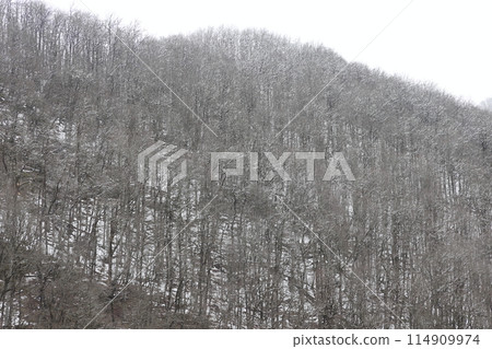 Russian winter in the mountains. View of the snow-capped mountains covered with bare trees and firs Russian winter in the mountains. View of the snow-capped mountains covered with bare trees and firs 114909974
