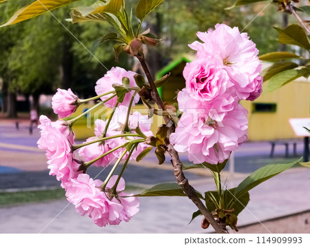 Beautiful sakura flowers. Background of pink Japanese cherry blossom flowers. Close-up 114909993
