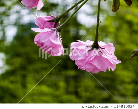 Beautiful sakura flowers. Background of pink Japanese cherry blossom flowers. Close-up 114910024