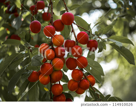 A cluster of cherry plums on branches, illustrating abundance in nature. Suitable for gardeners, fruit harvest themes, or natural food advertisements. A cluster of cherry plums on branches, illustrating abundance in nature. Suitable for gardeners, fruit harvest themes, or natural food advertisements. 114910026