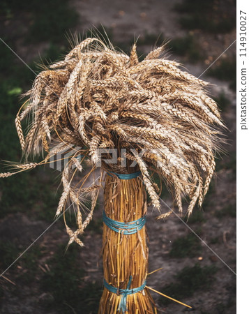 Agricultural yield represented by a detailed shot of harvested golden-brown wheatsheaves. Agricultural yield represented by a detailed shot of harvested golden-brown wheatsheaves. 114910027