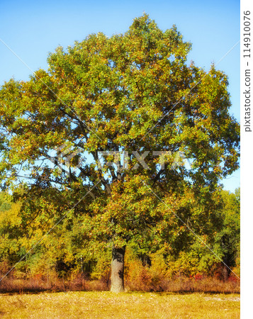 A solitary tree with a thick trunk, dense green and yellow foliage, in a sunlit field, autumn mood. Large tree, robust trunk, green-yellow leaves, blue sky, golden meadow, concept of seasonal change. A solitary tree with a thick trunk, dense green and yellow foliage, in a sunlit field, autumn mood. Large tree, robust trunk, green-yellow leaves, blue sky, golden meadow, concept of seasonal change. 114910076