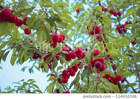 Vibrant image capturing the contrast between the red hue of ripe plums and the greenery of their leaves. 114910106