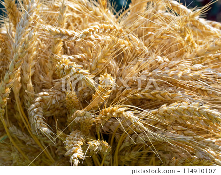 Detailed textures of ripe wheat offer a visual treat; this image is apt for themes related to agriculture, nature, and organic products. 114910107