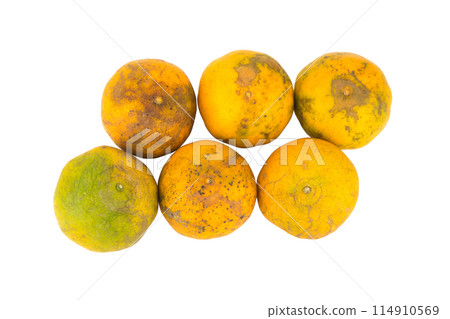 orange. rotten. dirty. six. isolated on white background 114910569