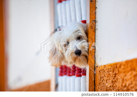 Sweet fury white dog leaning out of a window with balusters at the heritage town of Salamina in Colombia. Sweet fury white dog leaning out of a window with balusters at the heritage town of Salamina in Colombia. 114910576
