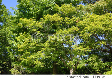 Maple leaves and young leaves Maple leaves and young leaves 114910599