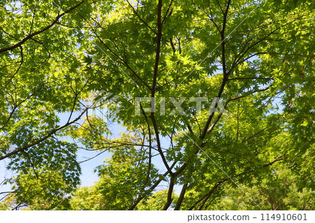 Maple leaves and young leaves 114910601