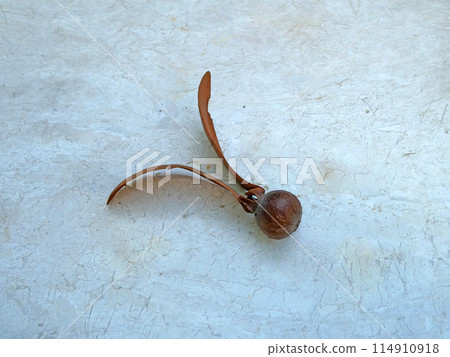 Dipterocarp nut, a mysterious nut with two wings Dipterocarp nut, a mysterious nut with two wings 114910918