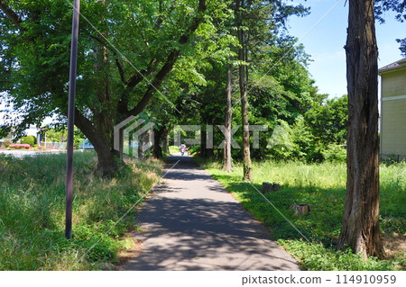 一排櫻花樹,綠葉 一排櫻花樹,綠葉 114910959