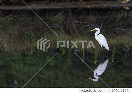 野鳥：站在水邊的蒼鷺 114911123