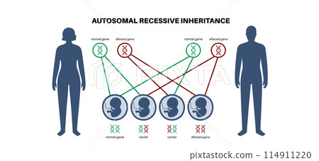 Autosomal recessive inheritance 114911220