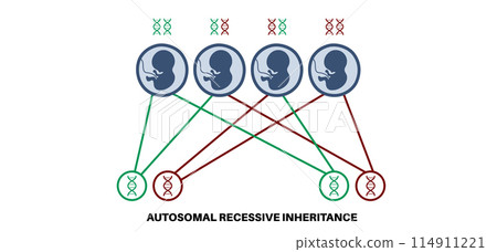 Autosomal recessive inheritance 114911221