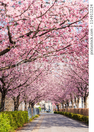 "Saitama Prefecture" Kawaguchi Motogo Station Angyo cherry blossom trees lined up, Kawaguchi City 114911224