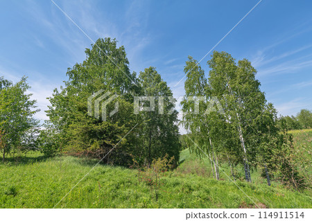deciduous trees on a sunny day deciduous trees on a sunny day 114911514