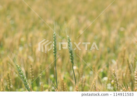 小麥的耳朵 114911583