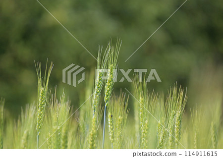 小麥的耳朵 114911615