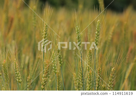 Ear of wheat Ear of wheat 114911619