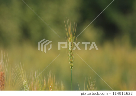 Ear of wheat Ear of wheat 114911622