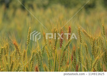 小麥的耳朵 114911625