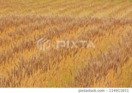 小麥的耳朵 114911651