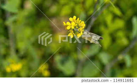 Cabbage white butterfly on mustard plant 114911691