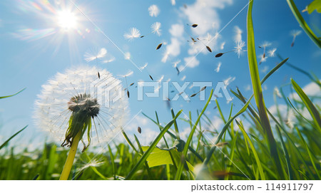 Dandelion fluff flying in the blue sky 114911797