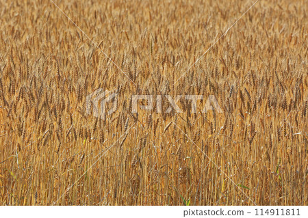 Ear of wheat Ear of wheat 114911811