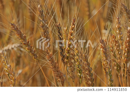 Ear of wheat 114911850