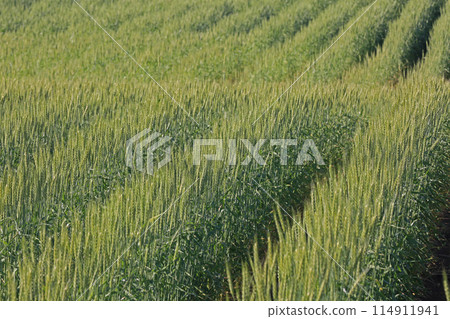 麥田 114911941
