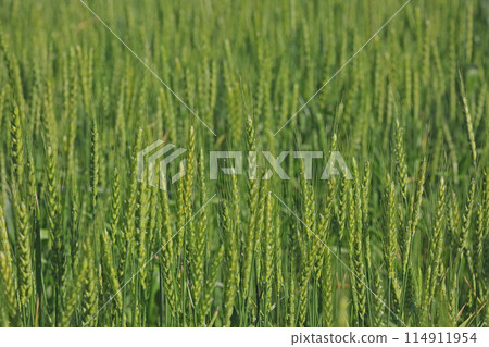Wheat field Wheat field 114911954