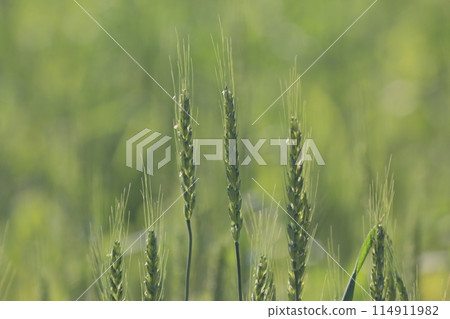Wheat field 114911982