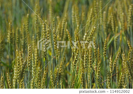 Wheat field Wheat field 114912002