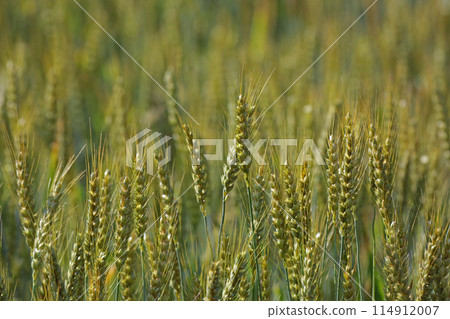 Wheat field 114912007
