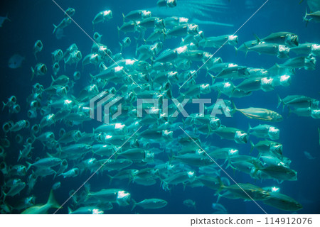 海洋大廈在大阪 114912076