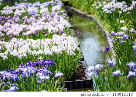 View of Nagai Botanical Garden 114912119