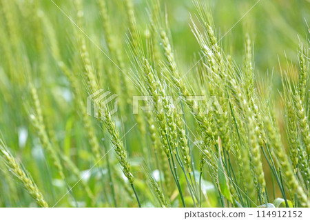 Wheat field 114912152