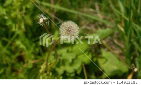 Fluff of Western dandelion 114912185