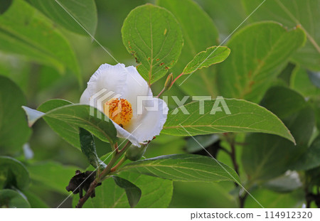 Summer camellia 114912320