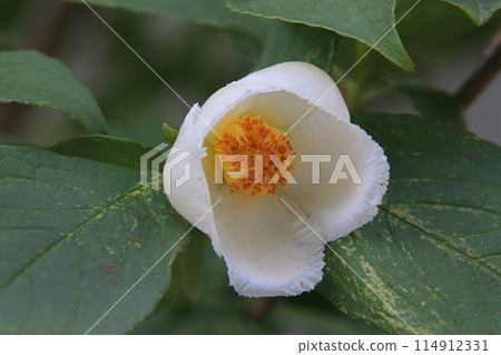 夏天的山茶花 114912331