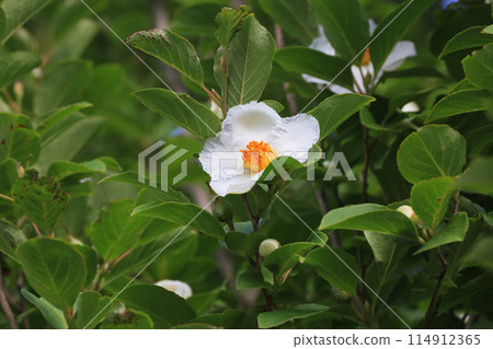 夏天的山茶花 114912365