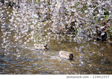 木屋町的春天景色 114912557