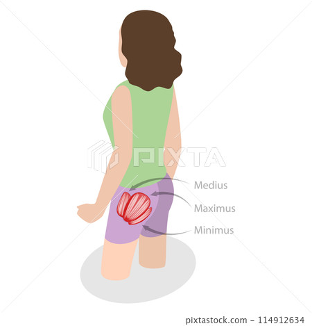 3D Isometric Flat Illustration of Major Glute Muscles , Anatomical Structure 3D Isometric Flat Illustration of Major Glute Muscles , Anatomical Structure 114912634