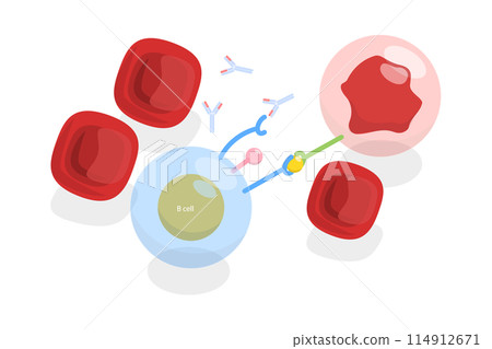 3D Isometric Flat Illustration of Cancer Therapy, Immunotherapy, Antibodies for Binding to Certain Cells or Proteins 3D Isometric Flat Illustration of Cancer Therapy, Immunotherapy, Antibodies for Binding to Certain Cells or Proteins 114912671